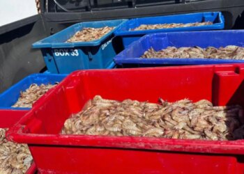 Pescadores são presos com 350 kg de camarão rosa no período do defeso