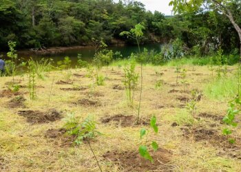 Parque não inclui área destinada a salvar BRB, diz associação