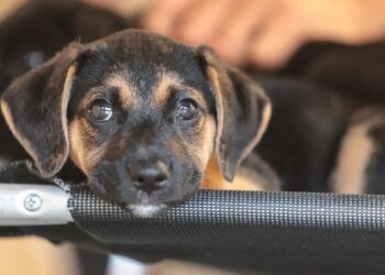 Governo abre consulta pública sobre genéricos e similares veterinários