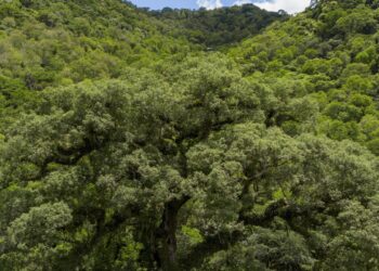 Desmatamento da Mata Atlântica tem queda de 28% em um ano