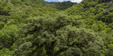 Desmatamento da Mata Atlântica tem queda de 28% em um ano