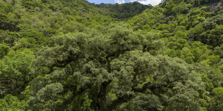 Desmatamento da Mata Atlântica tem queda de 28% em um ano