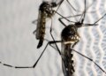 Estado de SP confirma mais duas mortes por febre amarela